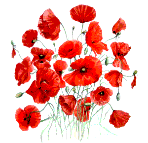 coquelicots_entiers