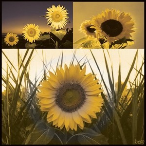 tournesol