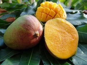 mangue_large